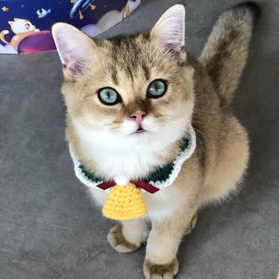 Pet Accessories